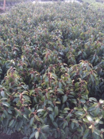 Prunus lusitanica (3 liter pot)